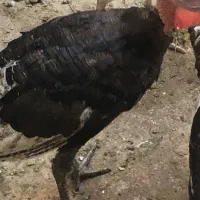 بوقلمون