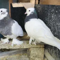 ۵ عدد کبوتر طوقی