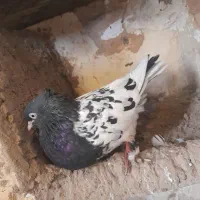 کفتر رنگه|پرنده|گلبهار, نوبهار|دیوار