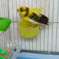قناری رسمی بلند