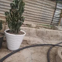 کاکتوس صخره‌ای ای۷ساله