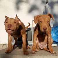 واگذاری سگ پیتبول اصل آمریکایی