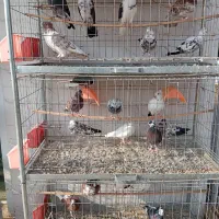 کبوتر پرشی و زینتی ولوازم