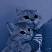 سگ پیدا شده