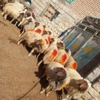 میش داشتی|حیوانات مزرعه|گوآور, |دیوار