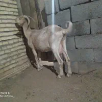 بزسانن|حیوانات مزرعه|نیر (یزد), |دیوار