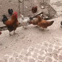 خروس ومرغ طبیعی تخم گذار|حیوانات مزرعه|پارس‌آباد, |دیوار