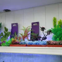 گیاه آکواریوم|ماهی|شیراز, آبیاری|دیوار