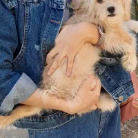 معاوضه سگ شیتزو با پرنده