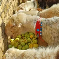 پلنگی افشار قوچ
