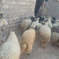 کاور پروآر|حیوانات مزرعه|ایلام, |دیوار