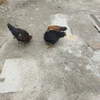 جوجه لاری۴عددبهشتی۲۰/۷