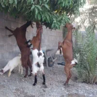 فروش تعدادی گوسفند