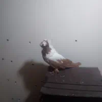 کاکلی نر|پرنده|اردبیل, |دیوار