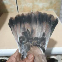 کفتر|پرنده|چمران, |دیوار