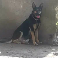 سگ ژرمن ورک ماده  سن دو سال