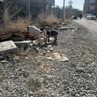 توله خراسانی