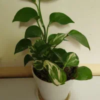 گل طبیعی وسرحال|گل و گیاه طبیعی|روانسر, |دیوار