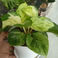 گیاه پتوس منجولا و زعفرانی|گل و گیاه طبیعی|شاهینشهر, شهرک هشت بهشت|دیوار