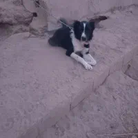 سگ چنبر یک ساله