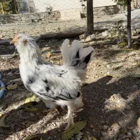 ۱۰عدد مرغ خروس یوسل بلژیکی ۲عدد گلین|پرنده|درگزین, |دیوار