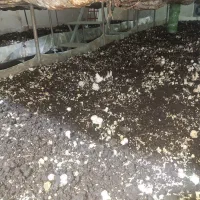 کود و کمپوست فراوری شده مرغی رایگان 2 تن