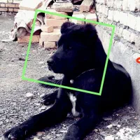 سگ سراب اصیل