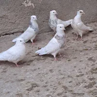 طوقی درجه یک|پرنده|کبودرآهنگ, |دیوار