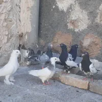 سینه  سفید راعبی  سار