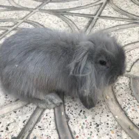 خرگوش لوپ|موش و خرگوش|سمنان, |دیوار