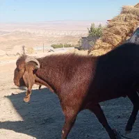 بز نر نژاد قوی مناسب برای گله|حیوانات مزرعه|میانه, |دیوار