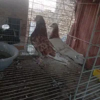 کبوتر پرشی|پرنده|فولادشهر, B7|دیوار