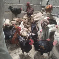 مرغ وخروس