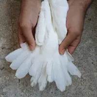 کفتر|پرنده|اصفهان, فروردین|دیوار