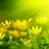 قالب سیلیکونی