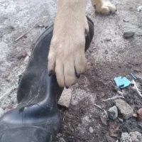 سگ گرگی|سگ|گرگان, |دیوار