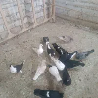 کفتر کبوتر جوجه|پرنده|مشهد, ویلاشهر|دیوار