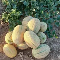 سرکارگرم اگه کارگر میخای برای گوجه میوه