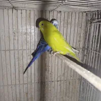 مرغ عشق عروس هلندی فنچ کبوتر|پرنده|مشهد, چاهشک|دیوار