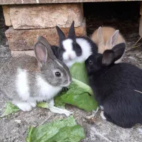 بچه خرگوش سه هفته