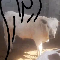 گوساله نر‌جنس
