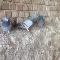 چند تا کبوتر نروماده مسافتی