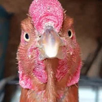 خروس لاری اصیل تاج بادوم اصل