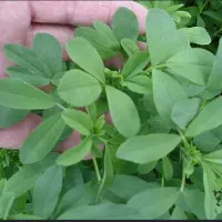 یونجه تر