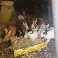 خرگوش