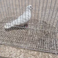 کفتر سفید ‌پاک