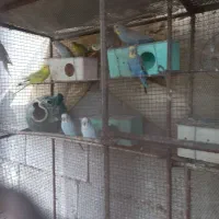 مرغ عشق