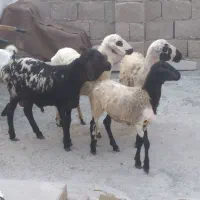 چند عدد بره با بچه ماده چ بدون بچه  غوچ چاق نری|حیوانات مزرعه|قشم, |دیوار