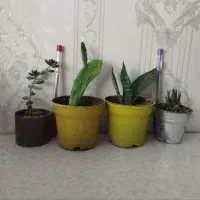 4 پک گلدان گل و گیاه مناسب آپارتمان و بالکن|گل و گیاه طبیعی|تهران, تولید دارو|دیوار