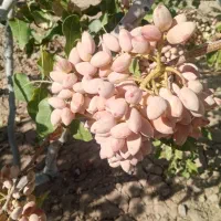 پسته تازه و ارگانیک با قیمت مناسب